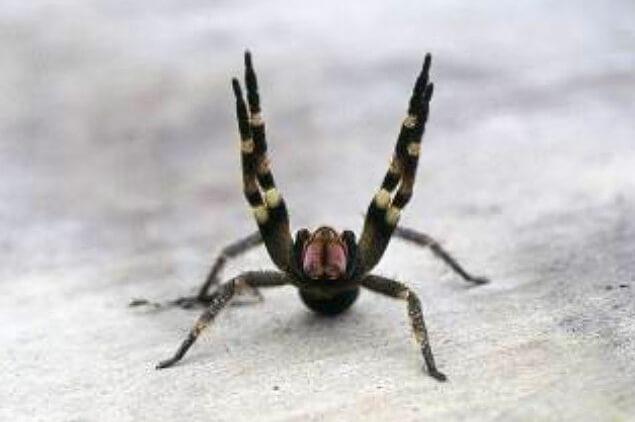 The Brazilian Wandering Spider